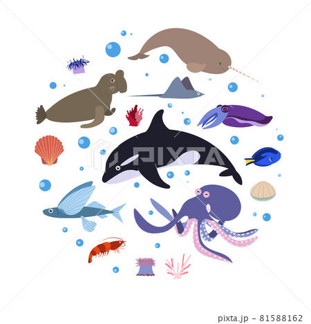 Design template with sea animal in circle for kid print. Round composition of marine animals, whale, octopus and narwhale, sea elephant. Vector set of underwater life in cartoon style. Design template with sea animal in circle for kid print. Round composition of marine animals, whale, octopus and narwhale, sea elephant. Vector set of underwater life in cartoon style. 81588162