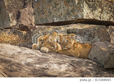 Lion cubs, Panthera leo, Resting on rock, Maasai Mara, Africa 81588665