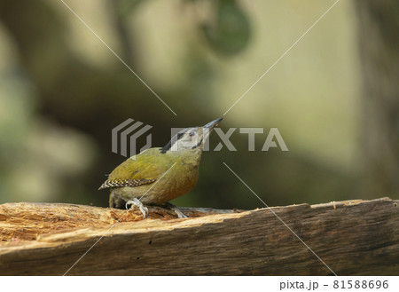 Grey Headed Woodpecker, Picus canus, Female, Sattal, India Grey Headed Woodpecker, Picus canus, Female, Sattal, India 81588696