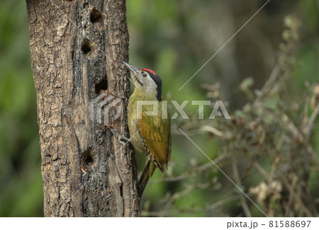Grey Headed Woodpecker, Picus canus, male, Sattal, India Grey Headed Woodpecker, Picus canus, male, Sattal, India 81588697