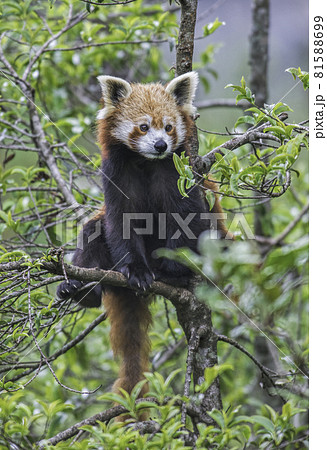 Red Panda, Ailurus fulgens, Sikkim, India 81588699