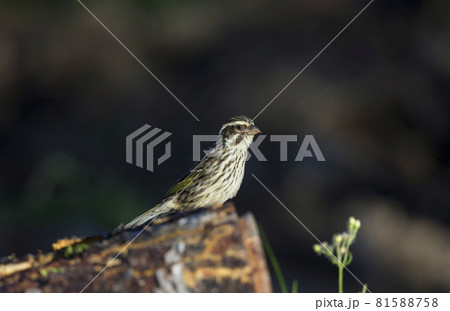 Weaver Bird, Kenya, Africa Weaver Bird, Kenya, Africa 81588758