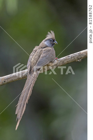 Speckled Mouse Bird, Colius striatus, Kenya, Africa Speckled Mouse Bird, Colius striatus, Kenya, Africa 81588762