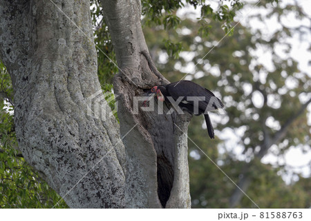 Southern Ground Hornbill, Bucorvus leadbeateri, Kenya, Africa 81588763