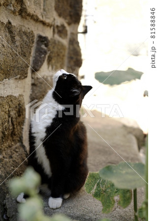 フランスの田舎町で出会った野良猫 フランスの田舎町で出会った野良猫 81588846
