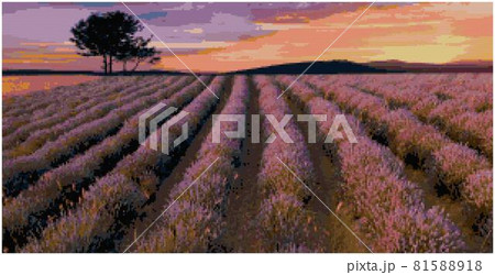 Lavender flower in the field panoramic view. Lavender purple field with beautiful sunset and lines Lavender flower in the field panoramic view. Lavender purple field with beautiful sunset and lines 81588918
