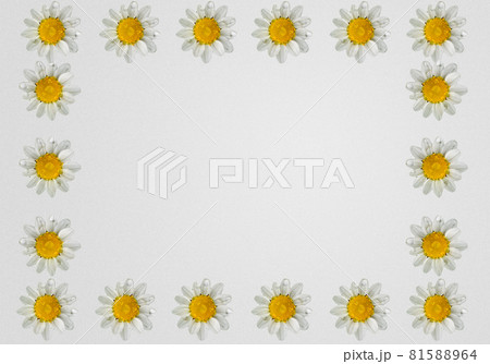 frame of white daisies on a white background frame of white daisies on a white background 81588964