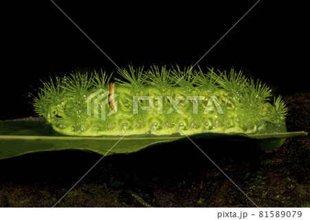 Slug Moth caterpillar, Amboli, India 81589079