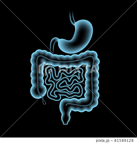 Digestive tract anatomy 81589128