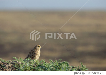 Common Kestrel, Falco tinnunculus, India 81589170