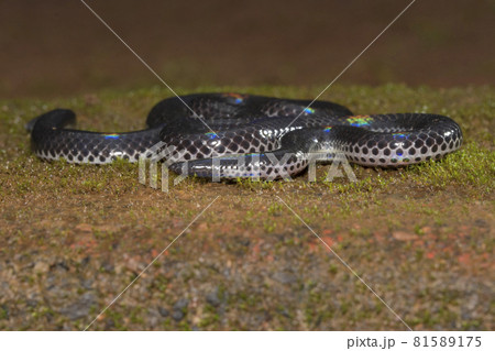 Melanophidium khairei or Khaire's black shieldtail, Amboli, India Melanophidium khairei or Khaire's black shieldtail, Amboli, India 81589175