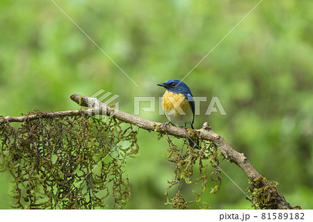 Tickell's blue flycatcher, Cyornis tickelliae, Karnataka, India Tickell's blue flycatcher, Cyornis tickelliae, Karnataka, India 81589182