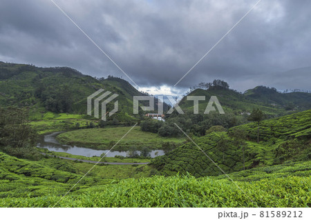 Small check dam and tea plantation, Munnar, Kerala, India 81589212
