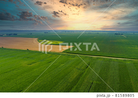Panorama view of morning green field during sunrise Panorama view of morning green field during sunrise 81589805