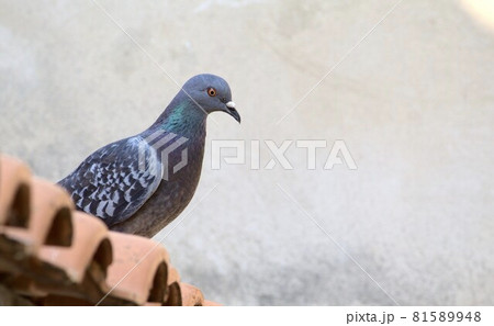 Cute pigeon watching the movement from the top of the roof in order to hunt for some leftover food 81589948