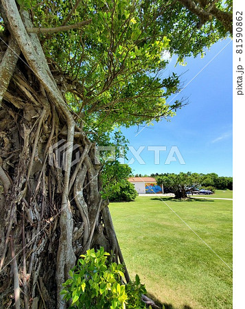 沖縄県　石垣島　ガジュマルがある風景 81590862