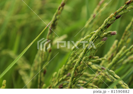 稲穂 81590882