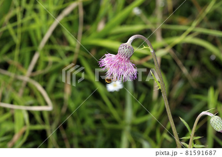 キセルアザミの花 キセルアザミの花 81591687