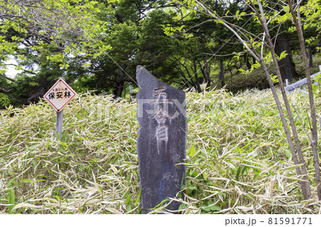 男体山登山道五合目 男体山登山道五合目 81591771