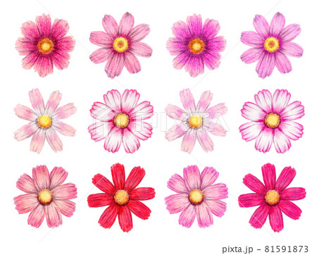 アナログ水彩色鉛筆コスモスの花のカラーサンプルのイラスト素材