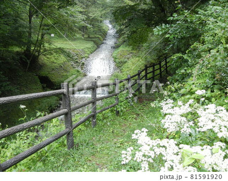 日本の川景色:重要文化財牛伏川渓流とフランス式階段工の多段滝 日本の川景色:重要文化財牛伏川渓流とフランス式階段工の多段滝 81591920