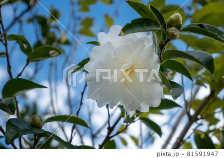 白い山茶花 白い山茶花 81591947