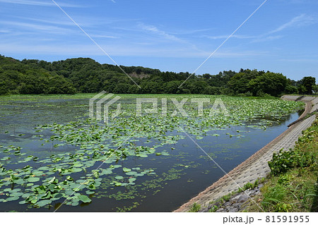 大山上池・下池 ラムサール条約登録地 大山上池・下池 ラムサール条約登録地 81591955