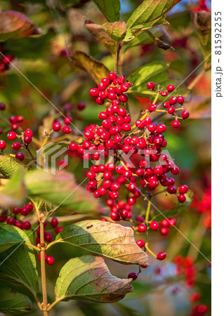 秋の彩り　ガマズミの実　 81592255