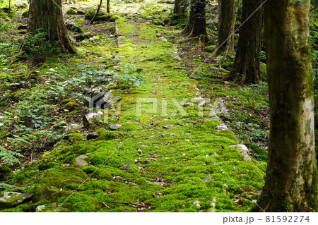 深山の登山道 深山の登山道 81592274