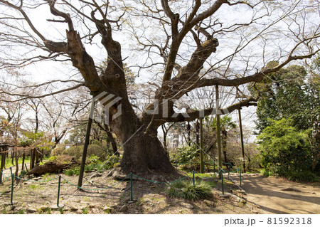 金山の大ケヤキ 81592318