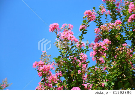サルスベリの花 サルスベリの花 81592396