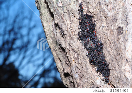 ヨコヅナサシガメの幼虫(集団越冬中) ヨコヅナサシガメの幼虫(集団越冬中) 81592405