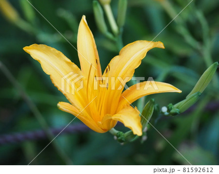 ノカンゾウ 81592612