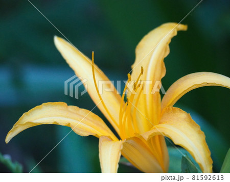 ノカンゾウ ノカンゾウ 81592613