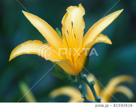 ノカンゾウ ノカンゾウ 81592616