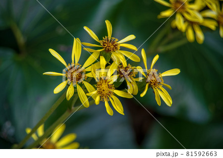 秋の彩　秋の花　ツワブキの花 81592663
