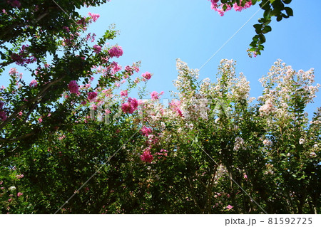 サルスベリの花 サルスベリの花 81592725