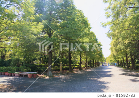 夏の植物園 81592732