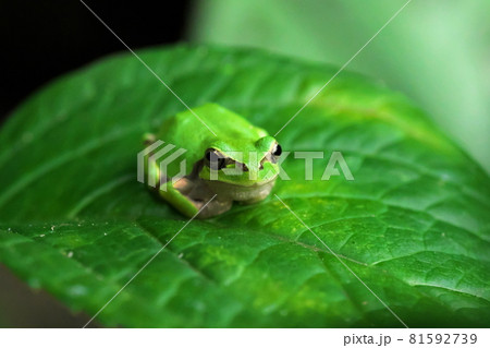 葉っぱの上の二ホンアマガエル 81592739