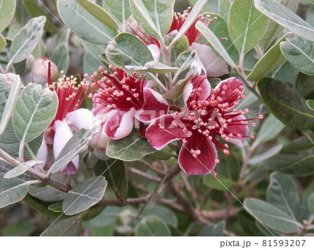 フェイジョア 81593207