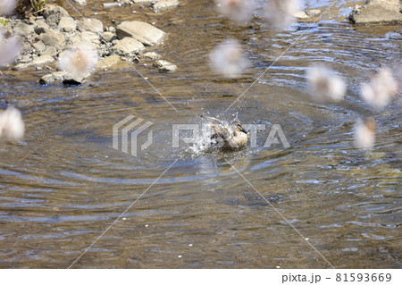 桜の花と水浴びするカルガモ 81593669