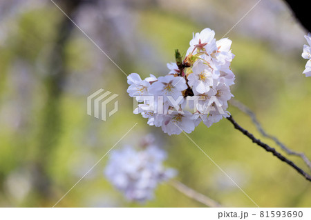 桜の花　ソメイヨシノ 81593690