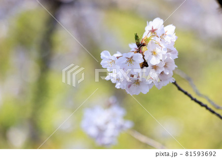 桜の花　ソメイヨシノ 81593692