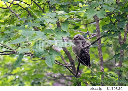 巣立ちして間もないエゾフクロウの幼鳥が枝に止まっている 81593804