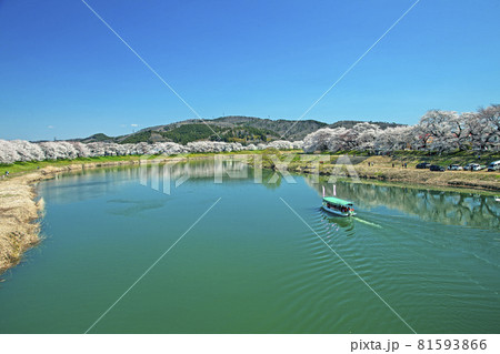 一目千本桜 81593866