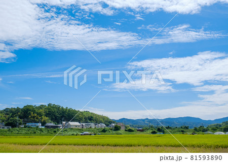 水田の広がる農村と青空 京都府木津川市 水田の広がる農村と青空 京都府木津川市 81593890