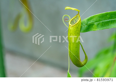 有名な食虫植物のウツボカズラ 81593971