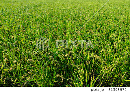 8月から9月の田んぼ 首を垂れる生育中の稲穂 8月から9月の田んぼ 首を垂れる生育中の稲穂 81593972
