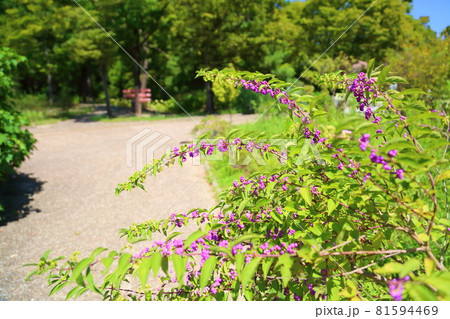 ムラサキシキブの実 81594469