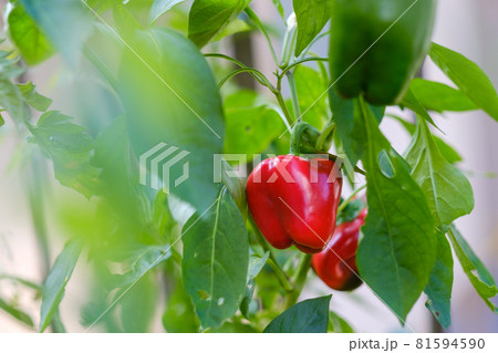 家庭菜園の赤パプリカ 81594590
